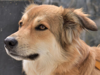 Ein lieber Hund... oder ein trojanisches Pferd? Vielleicht sogar beides - Steganographie macht es möglich.