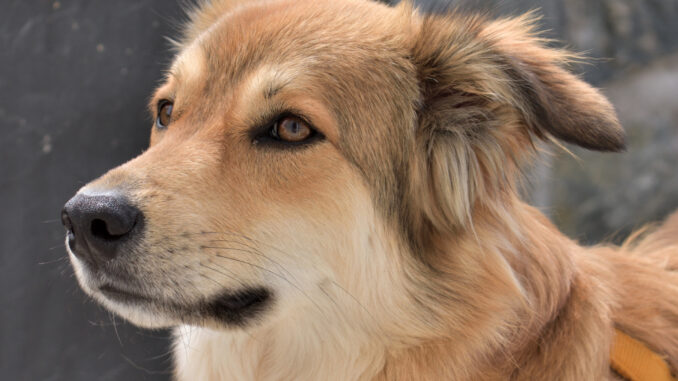 Ein Hund Ein lieber Hund... oder ein trojanisches Pferd? Vielleicht sogar beides - Steganographie macht es möglich.